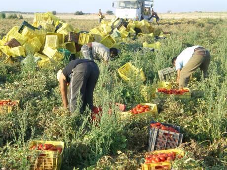 Caporalato e sfruttamento del lavoro